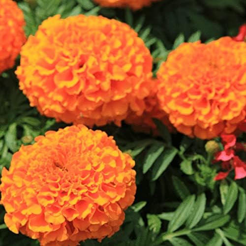 African Marigold Seeds – Tagetes Erecta with Large Vibrant Blooms for Garden Planting - Image 5