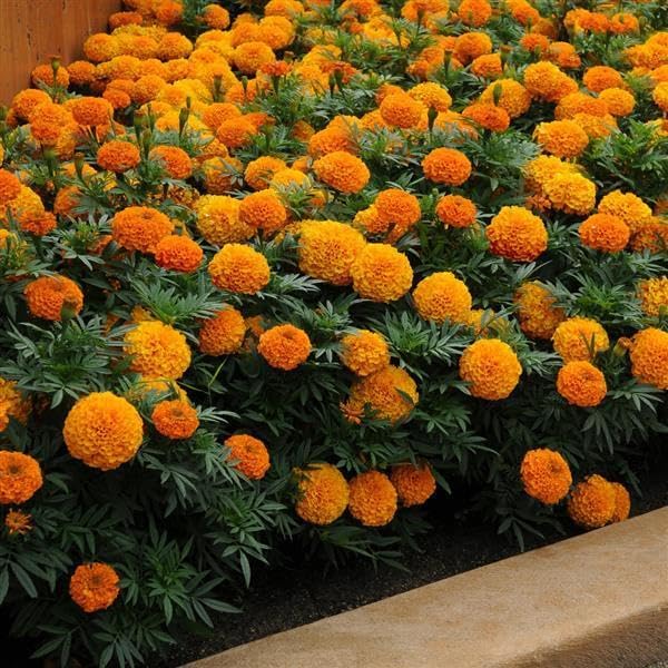 African Marigold Seeds – Tagetes Erecta with Large Vibrant Blooms for Garden Planting - Image 6