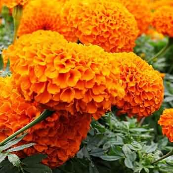 African Marigold Seeds – Tagetes Erecta with Large Vibrant Blooms for Garden Planting - Image 7