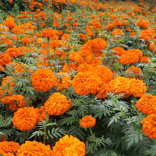 African Marigold Seeds – Tagetes Erecta with Large Vibrant Blooms for Garden Planting - Image 8