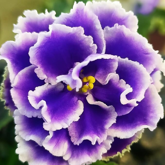 African Violet Purple Flower Seeds for Planting – Saintpaulia Flowering Houseplant for Indoor Pots, Window Sills, Containers & Home Gardening