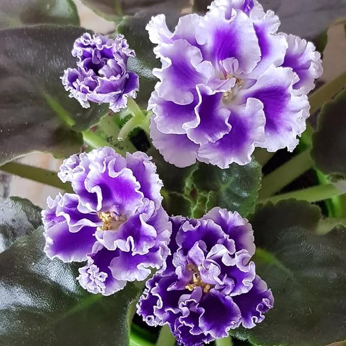 African Violet Purple Flower Seeds for Planting – Saintpaulia Flowering Houseplant for Indoor Pots, Window Sills, Containers & Home Gardening - Image 2