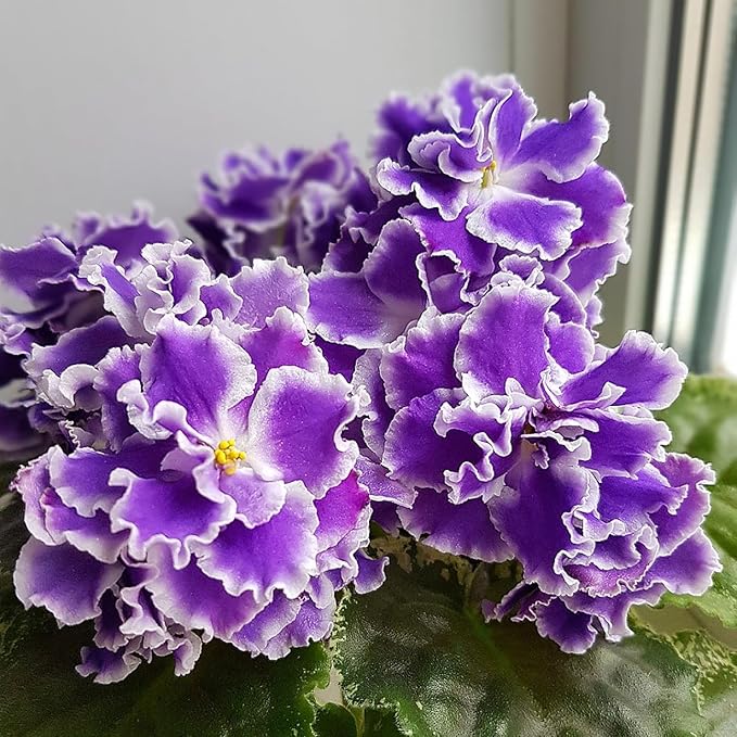 African Violet Purple Flower Seeds for Planting – Saintpaulia Flowering Houseplant for Indoor Pots, Window Sills, Containers & Home Gardening - Image 3