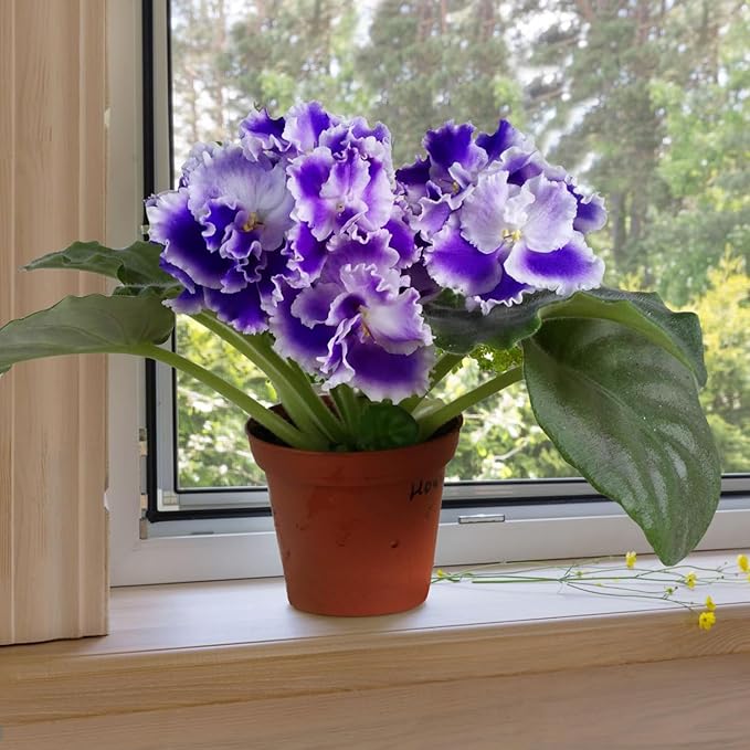 African Violet Purple Flower Seeds for Planting – Saintpaulia Flowering Houseplant for Indoor Pots, Window Sills, Containers & Home Gardening - Image 4