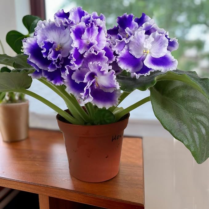 African Violet Purple Flower Seeds for Planting – Saintpaulia Flowering Houseplant for Indoor Pots, Window Sills, Containers & Home Gardening - Image 5