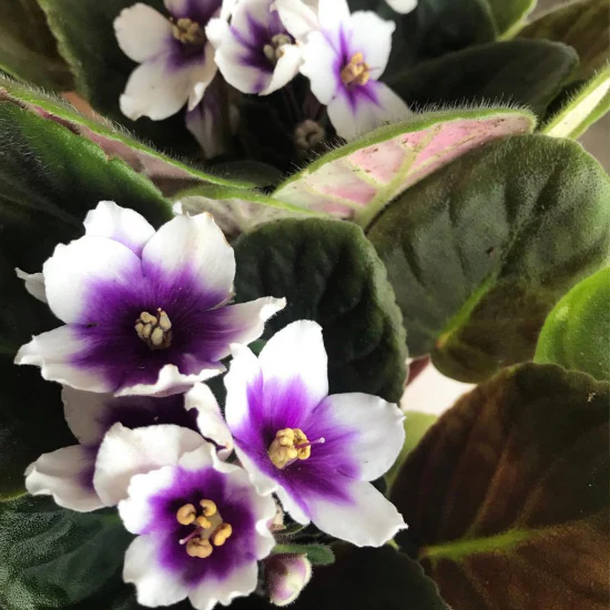 African Violet Flower Seeds For Planting - Image 2