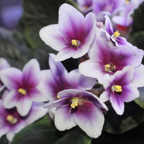 African Violet Flower Seeds For Planting - Image 3