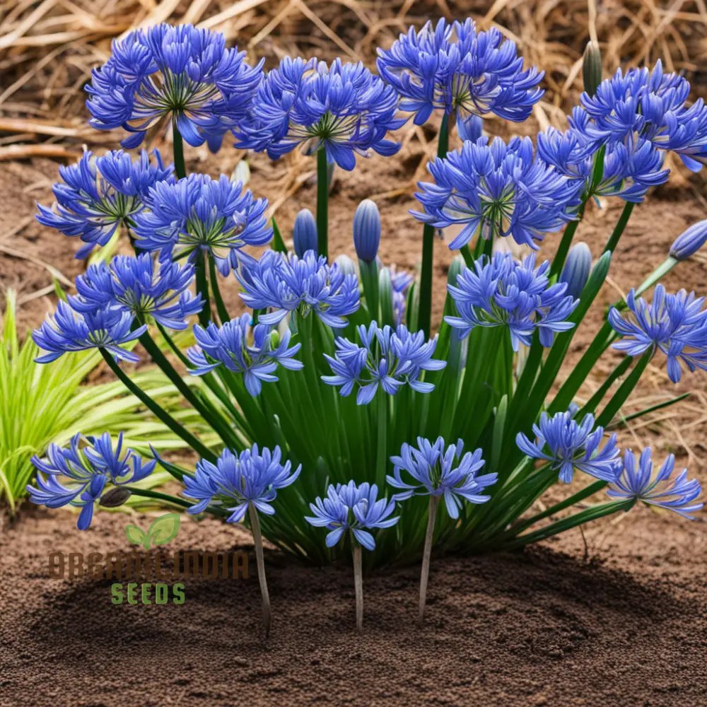 Blue Agapanthus flower Seeds, Bring Vibrant Blue Blooms to Your Garden with Premium Flower Seeds for Planting