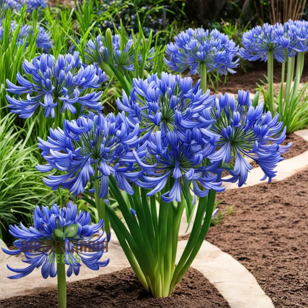 Blue Agapanthus flower Seeds, Bring Vibrant Blue Blooms to Your Garden with Premium Flower Seeds for Planting - Image 3