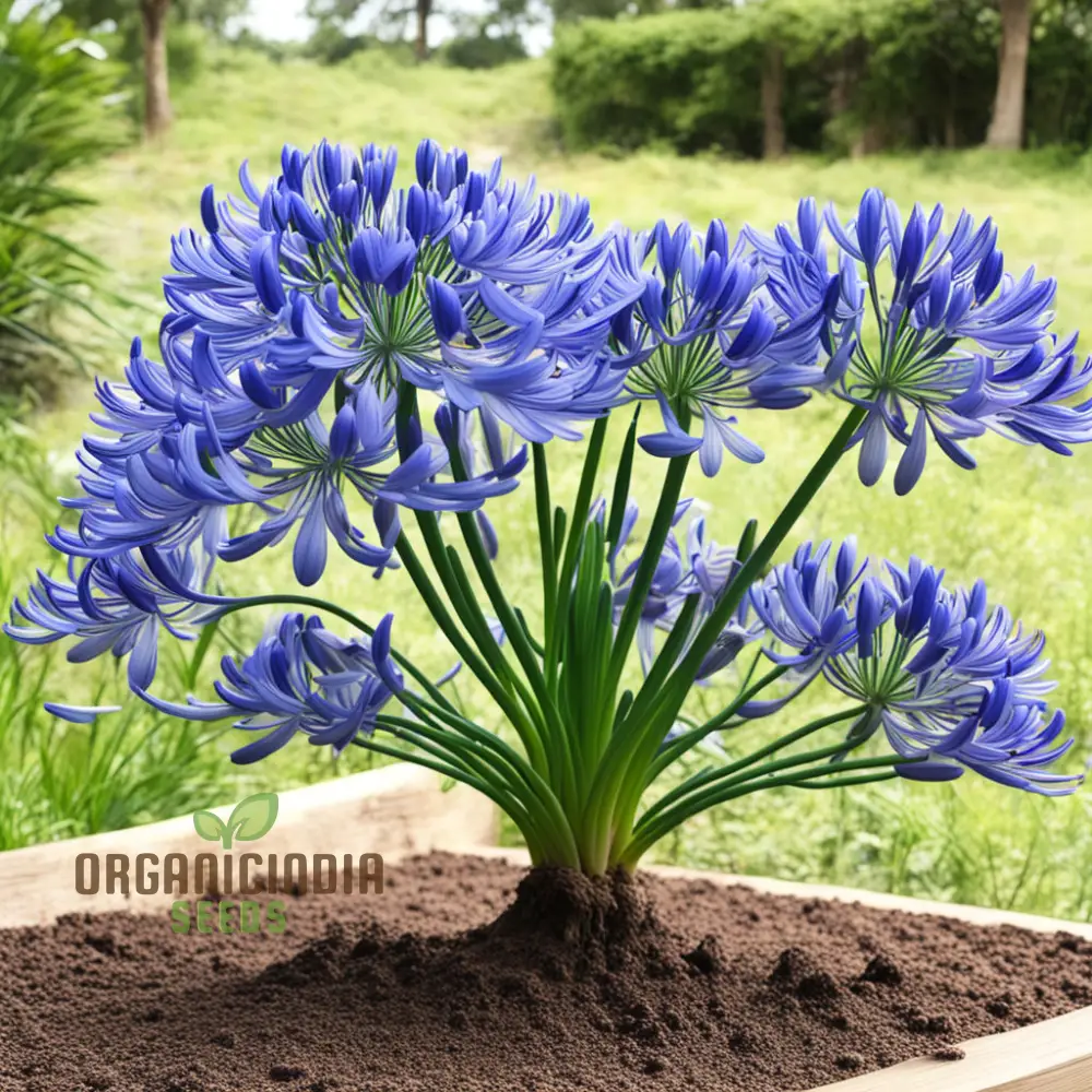 Blue Agapanthus flower Seeds, Bring Vibrant Blue Blooms to Your Garden with Premium Flower Seeds for Planting - Image 4