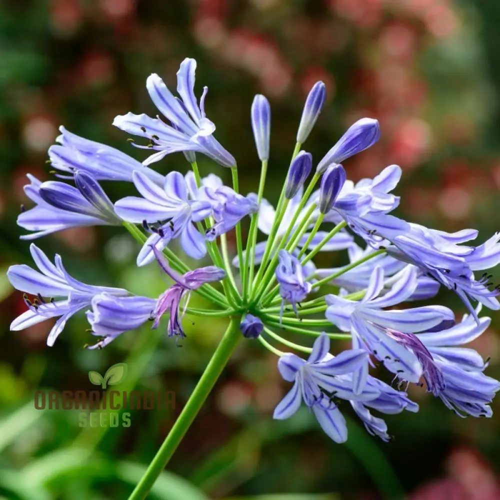AGAPANTHUS HEADBOURNE HYBRIDS, Vibrant Blooms for Your Garden Sanctuary - Image 3