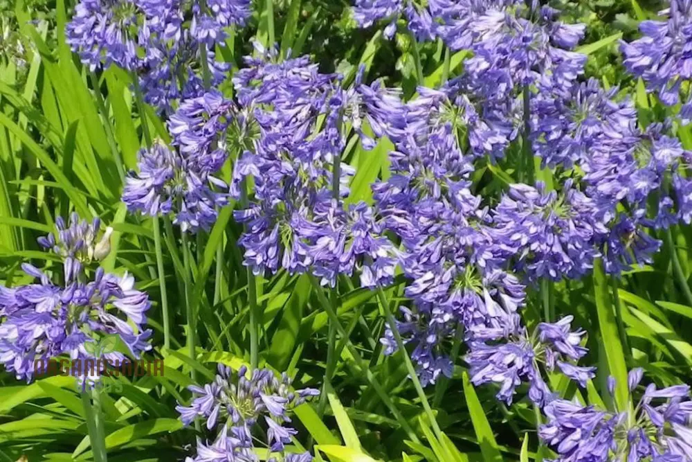AGAPANTHUS HEADBOURNE HYBRIDS, Vibrant Blooms for Your Garden Sanctuary - Image 4