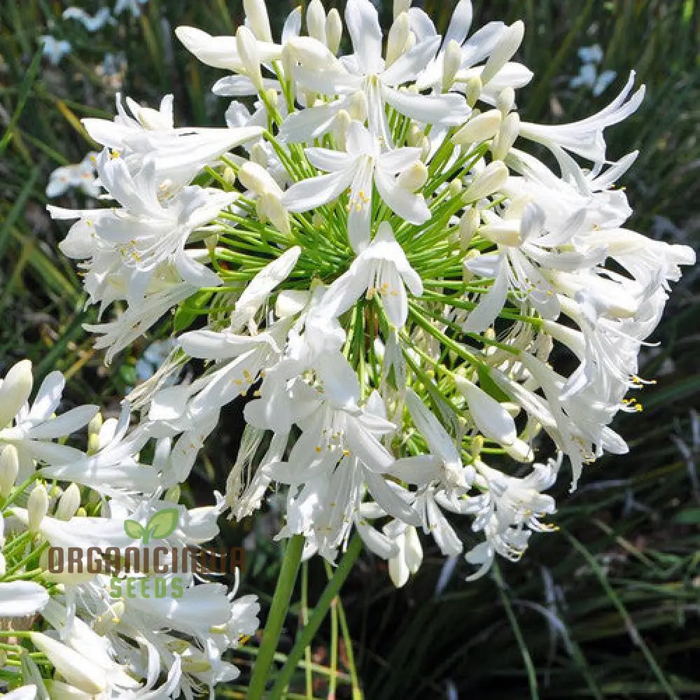 AGAPANTHUS PRAECOX ALBA Seeds, Pure White Elegance for Your Garden Delight