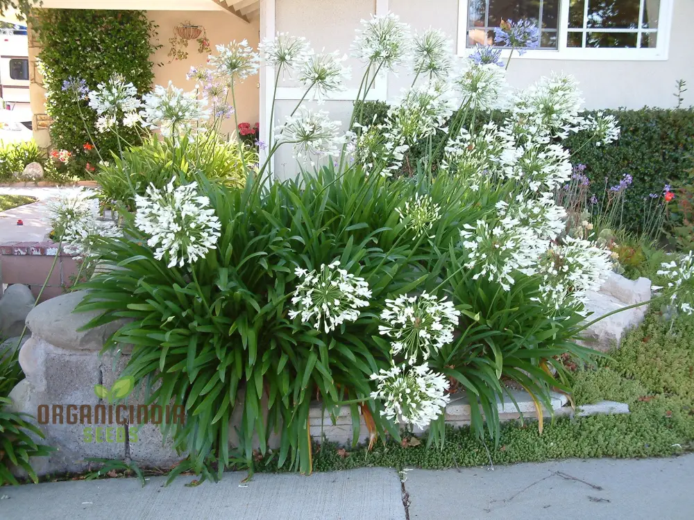 AGAPANTHUS PRAECOX ALBA Seeds, Pure White Elegance for Your Garden Delight - Image 3