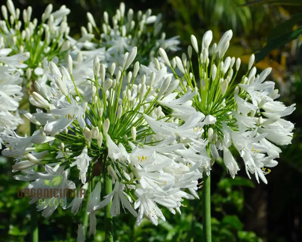 AGAPANTHUS PRAECOX ALBA Seeds, Pure White Elegance for Your Garden Delight - Image 4