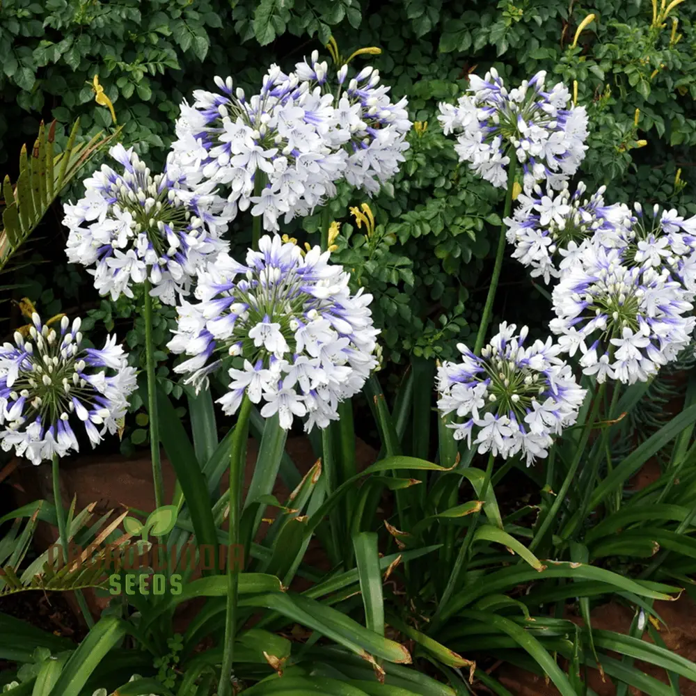 Agapanthus Species Mixed Flower Seeds, Enhance Your Garden with a Diverse Array of Blooms Using Expert Planting and Gardening