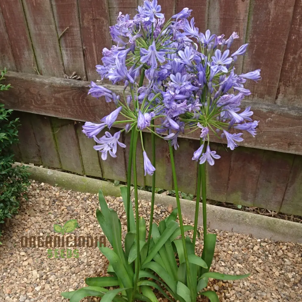 Agapanthus Sunfield Seeds – Premium Tall Bloom Variety for Stunning Garden Displays