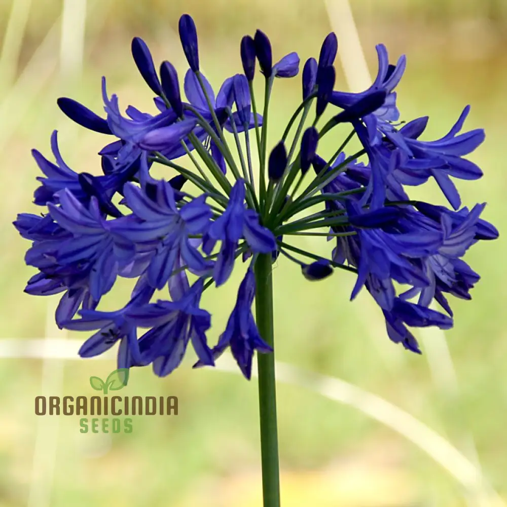Agapanthus Sunfield Seeds – Premium Tall Bloom Variety for Stunning Garden Displays - Image 3