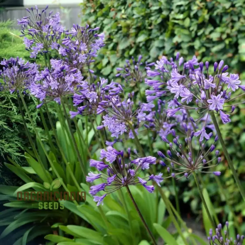 Agapanthus Sunfield Seeds – Premium Tall Bloom Variety for Stunning Garden Displays - Image 4