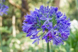 Agapanthus Sunfield Seeds – Premium Tall Bloom Variety for Stunning Garden Displays - Image 5