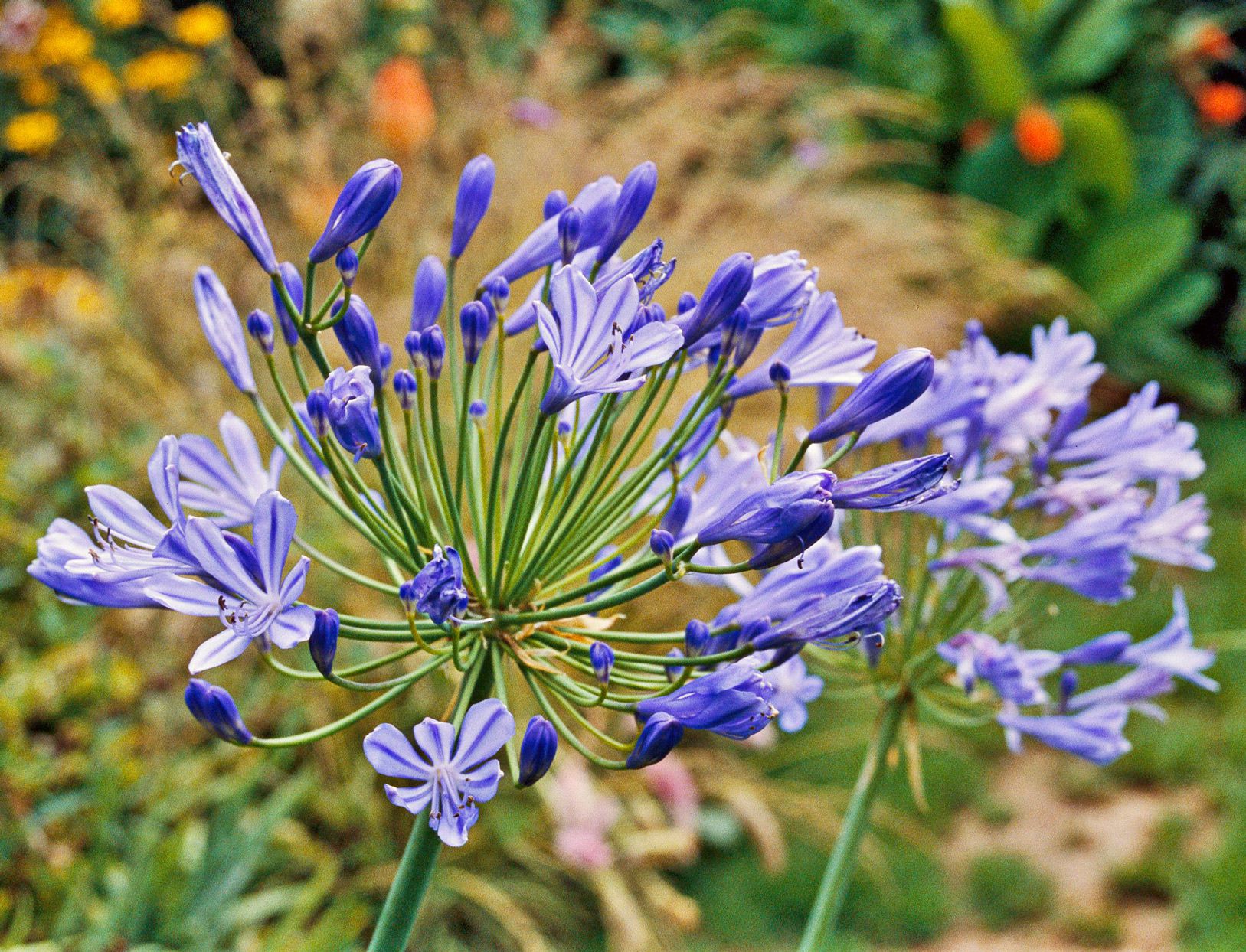 Agapanthus Sunfield Seeds – Premium Tall Bloom Variety for Stunning Garden Displays - Image 6