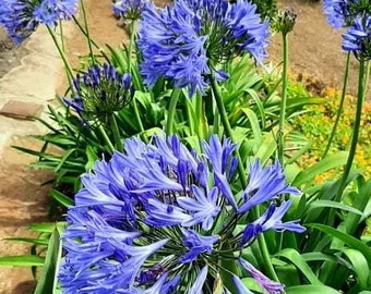 Agapanthus Sunfield Seeds – Premium Tall Bloom Variety for Stunning Garden Displays - Image 7