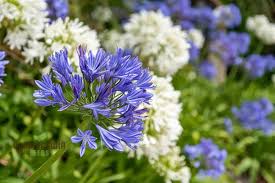 Agapanthus Sunfield Seeds – Premium Tall Bloom Variety for Stunning Garden Displays - Image 8