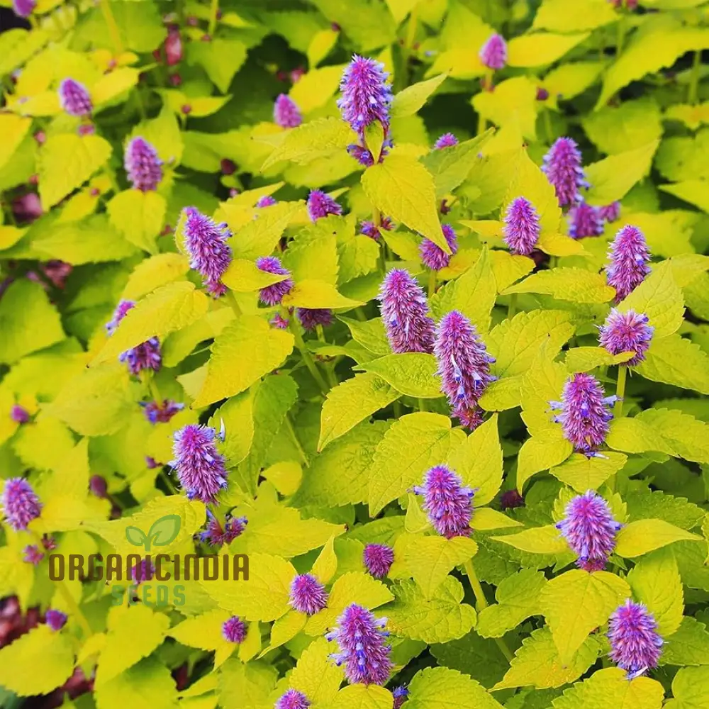 Agastache Foeniculum 'Golden Jubilee' Flower Seeds, Elevate Your Garden with Vibrant Blooms Using Expert Planting and Gardening Techniques