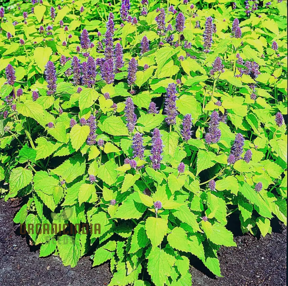 Agastache Foeniculum 'Golden Jubilee' Flower Seeds, Elevate Your Garden with Vibrant Blooms Using Expert Planting and Gardening Techniques - Image 3