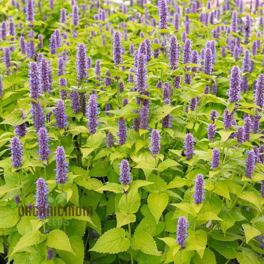 Agastache Foeniculum 'Golden Jubilee' Flower Seeds, Elevate Your Garden with Vibrant Blooms Using Expert Planting and Gardening Techniques - Image 4
