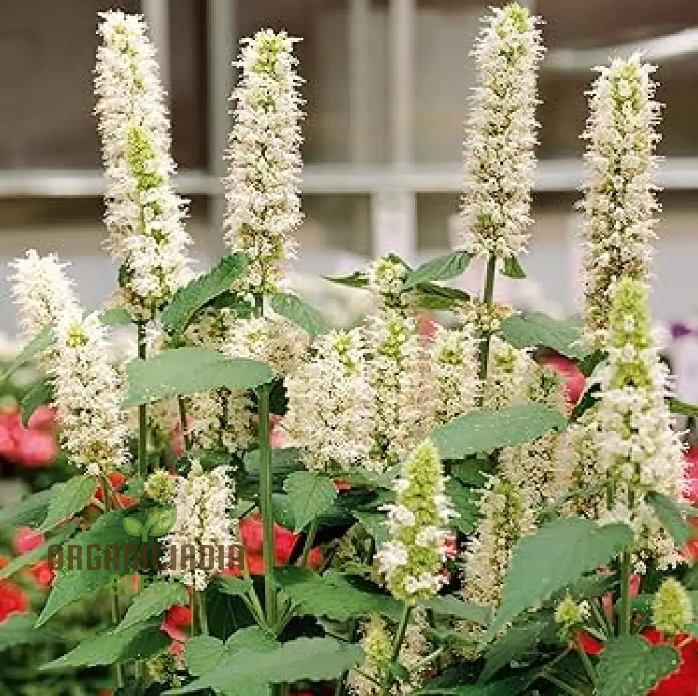 Agastache Foeniculum 'Liquorice' White Flower Seeds for Planting, Cultivate Elegant Beauty in Your Garden with Expert Planting and Gardening