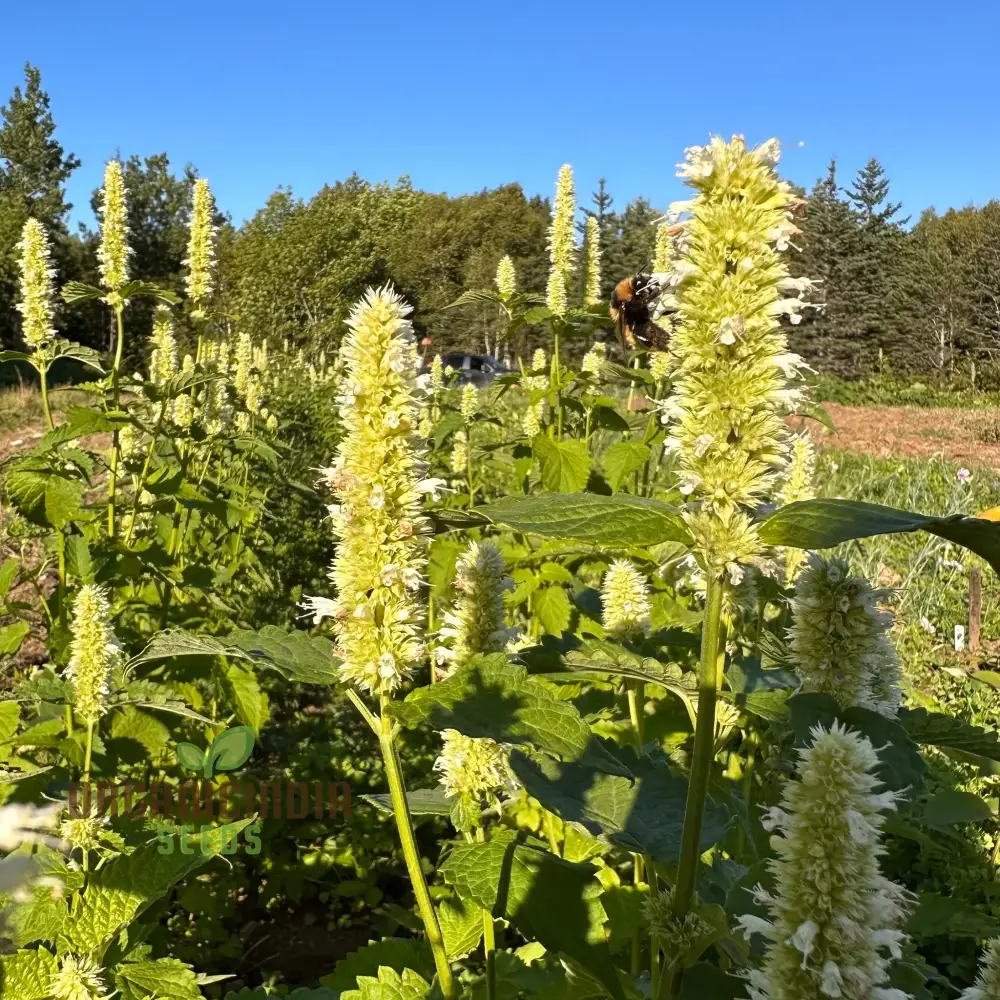 Agastache Foeniculum 'Liquorice' White Flower Seeds for Planting, Cultivate Elegant Beauty in Your Garden with Expert Planting and Gardening - Image 3