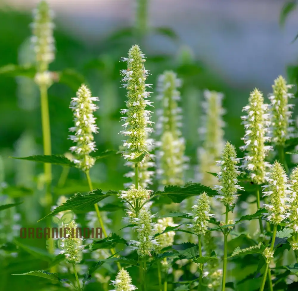 Agastache Foeniculum 'Liquorice' White Flower Seeds for Planting, Cultivate Elegant Beauty in Your Garden with Expert Planting and Gardening - Image 4