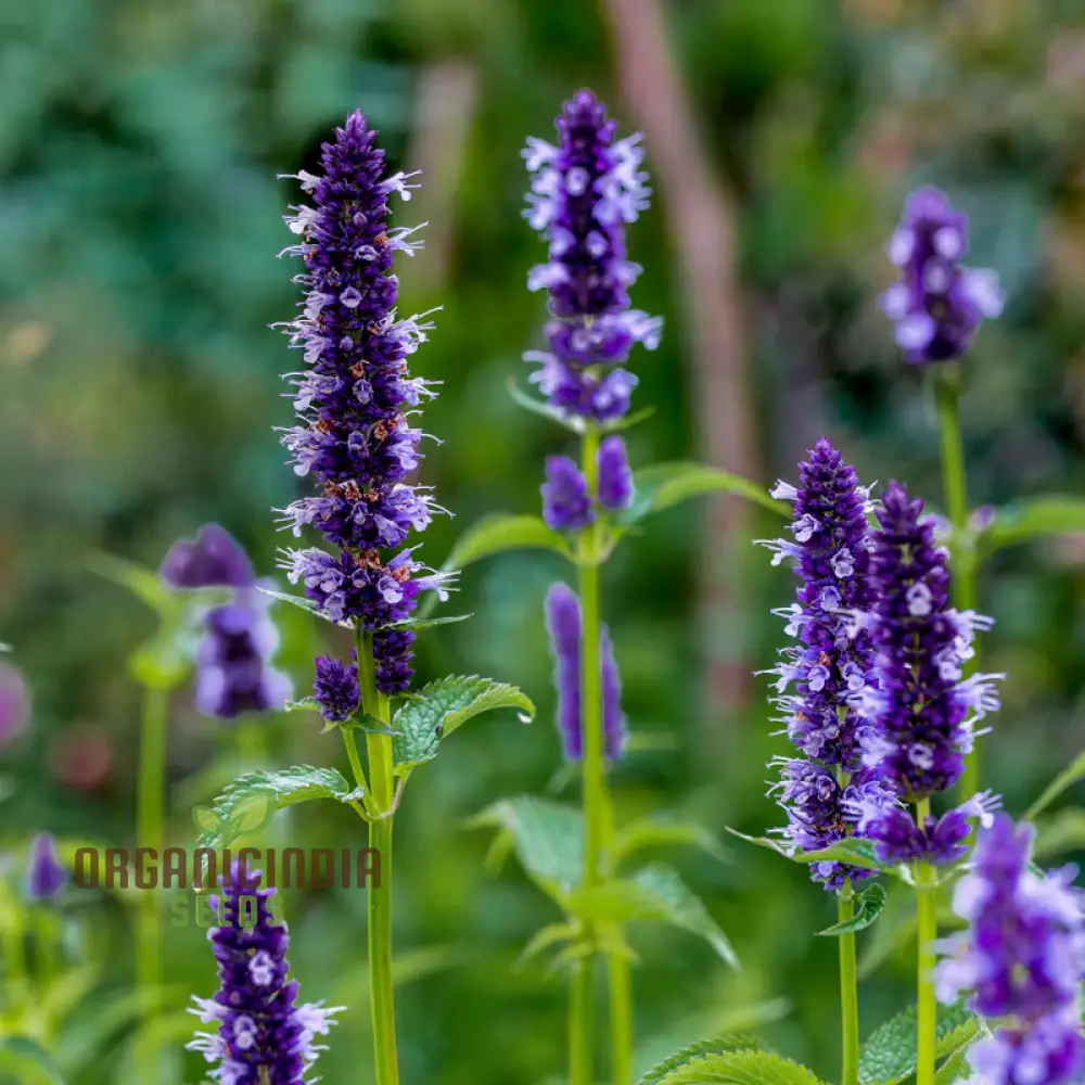 Agastache Hybrida Astello Indigo Seeds - Grow Exquisite Indigo-Colored Agastache Flowers in Your Garden