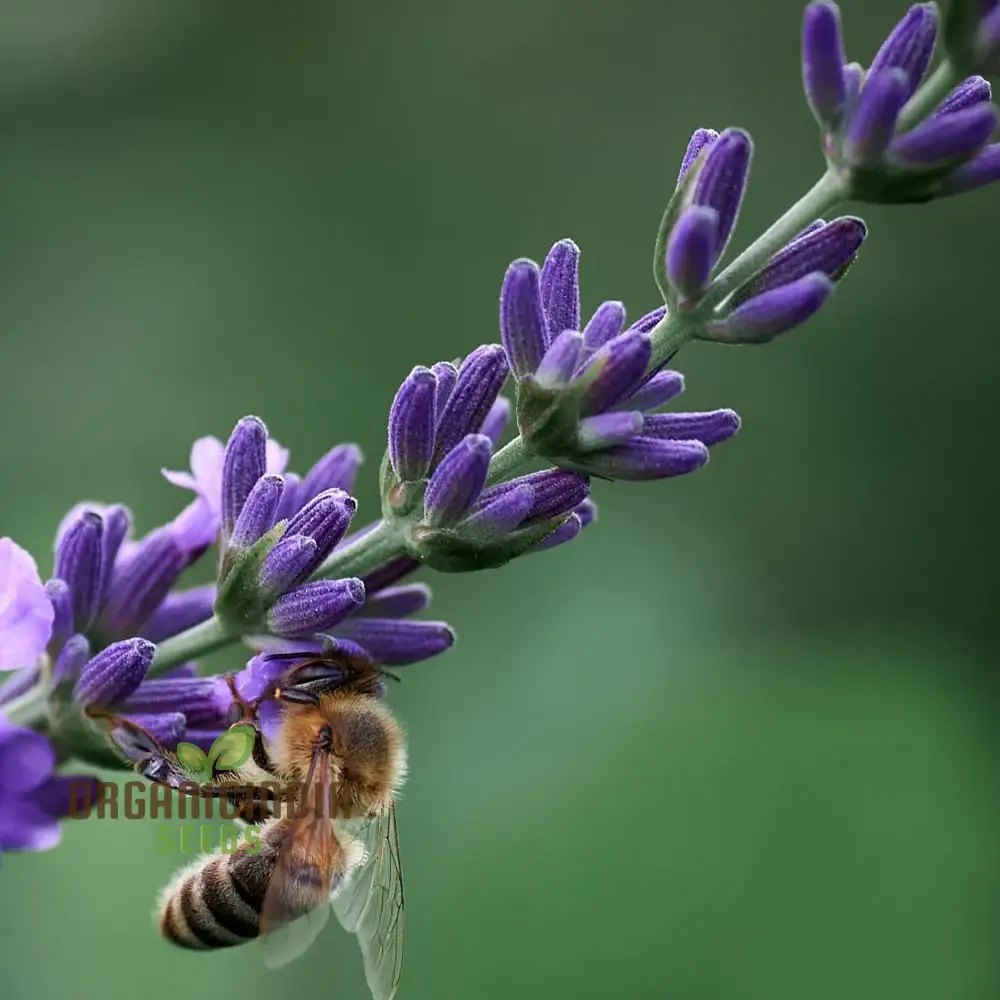 Agastache Hybrida Astello Indigo Seeds - Grow Exquisite Indigo-Colored Agastache Flowers in Your Garden - Image 3