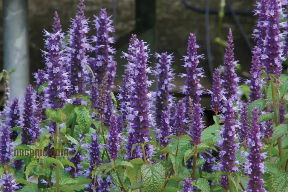 Agastache Hybrida Astello Indigo Seeds - Grow Exquisite Indigo-Colored Agastache Flowers in Your Garden - Image 4