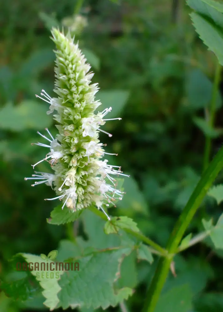 Agastache Nepetoides Flower Seeds for Planting - Grow Stunning Blooms in Your Garden