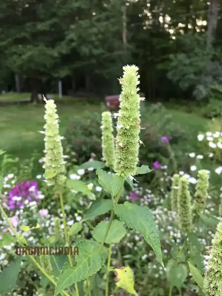 Agastache Nepetoides Flower Seeds for Planting - Grow Stunning Blooms in Your Garden - Image 3