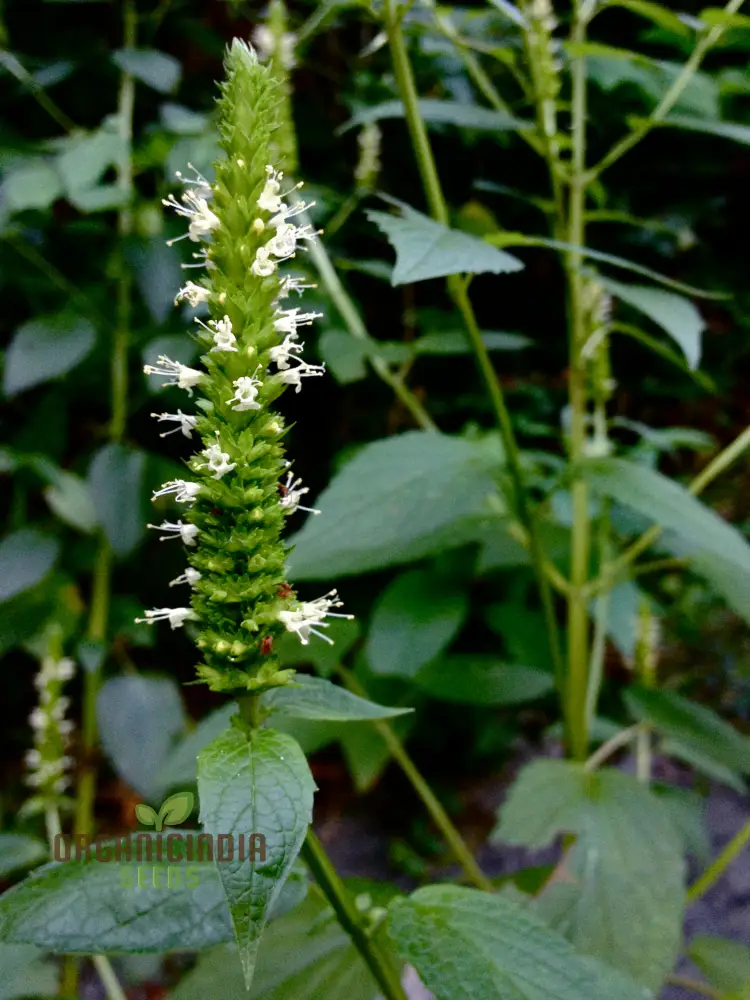 Agastache Nepetoides Flower Seeds for Planting - Grow Stunning Blooms in Your Garden - Image 4