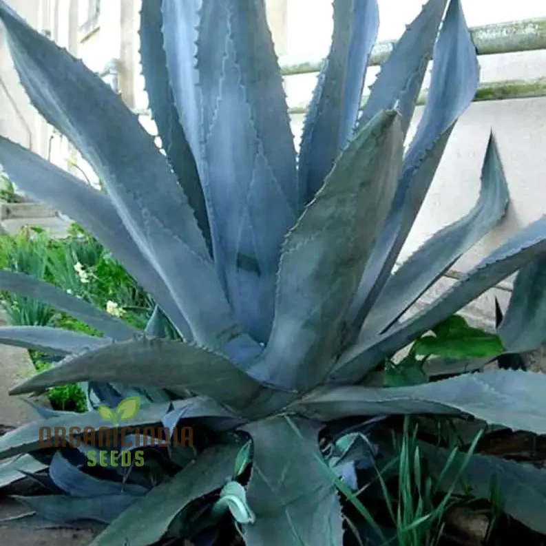 Agave Americana ‘Toliman Blue’ Seeds – Hardy, Drought-Tolerant Succulent for Garden & Landscape
