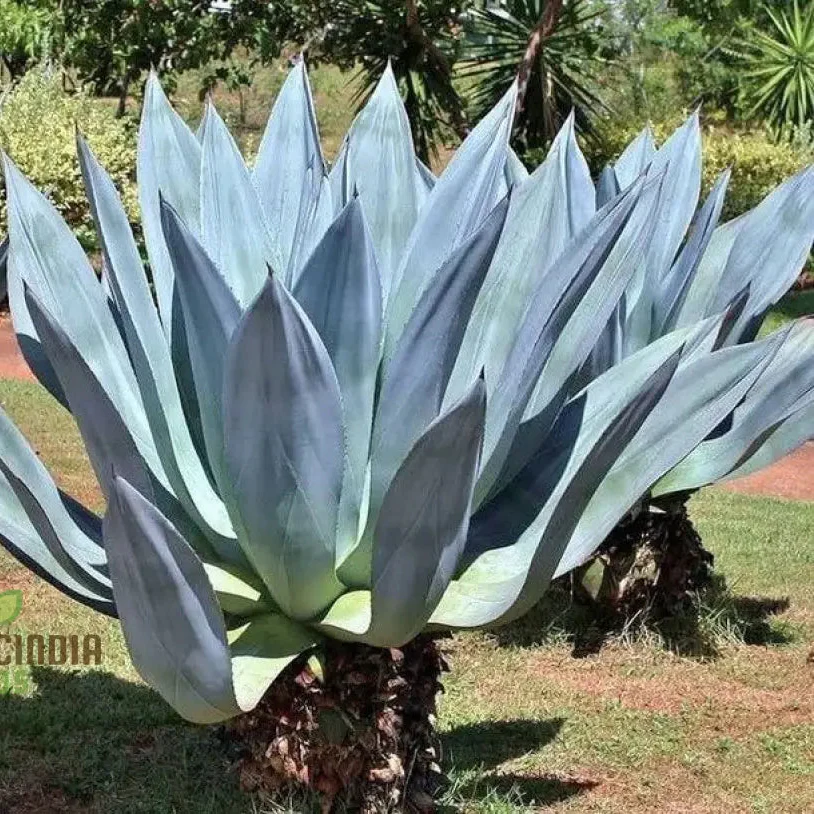 Agave Americana ‘Toliman Blue’ Seeds – Hardy, Drought-Tolerant Succulent for Garden & Landscape - Image 3