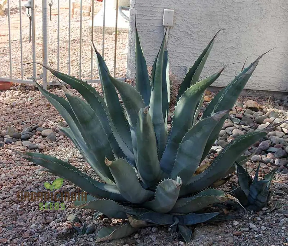 Agave asperrima subsp. zarcensis Seeds – Hardy, Sculptural Succulent for Landscaping & Dry Gardens