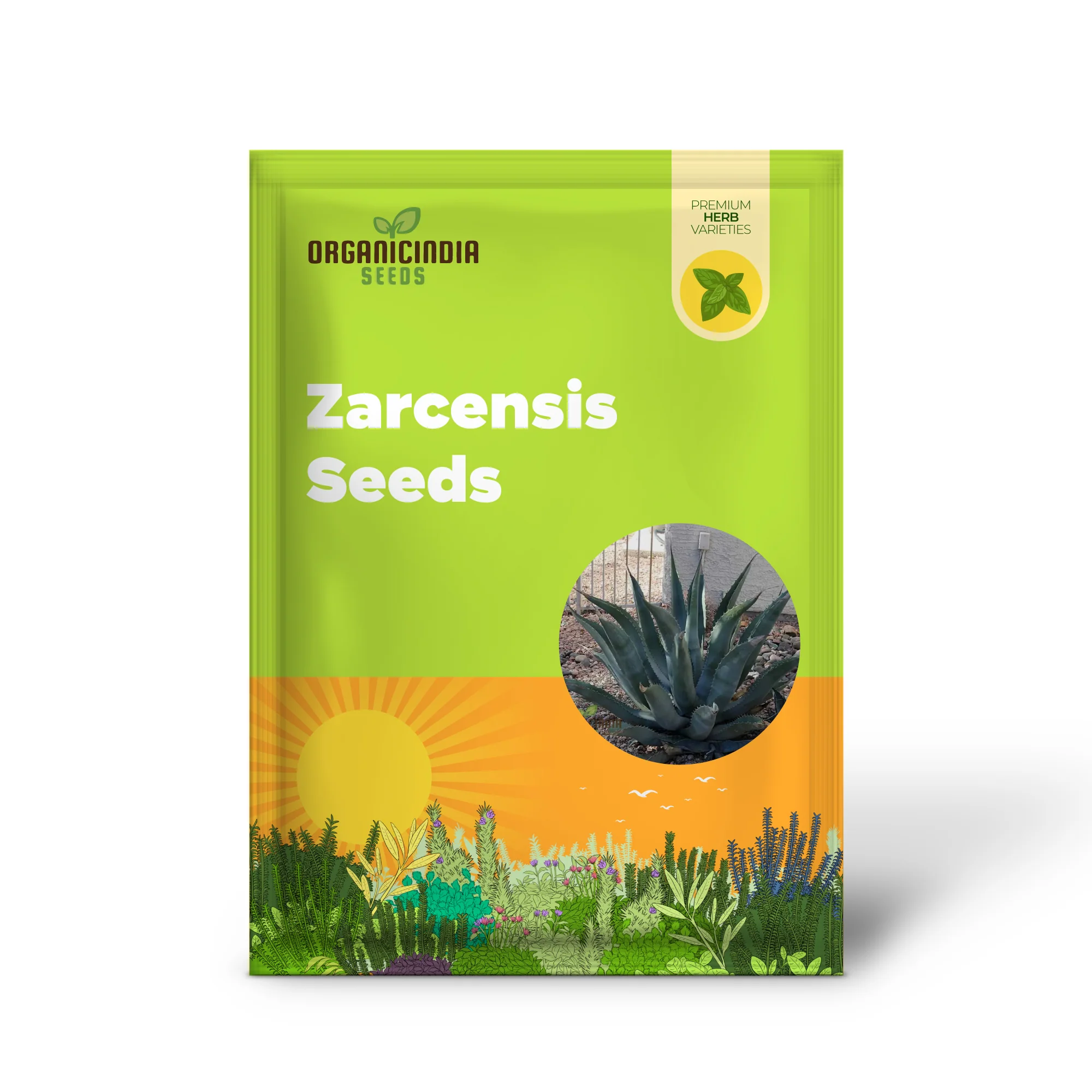Agave asperrima subsp. zarcensis Seeds – Hardy, Sculptural Succulent for Landscaping & Dry Gardens - Image 2