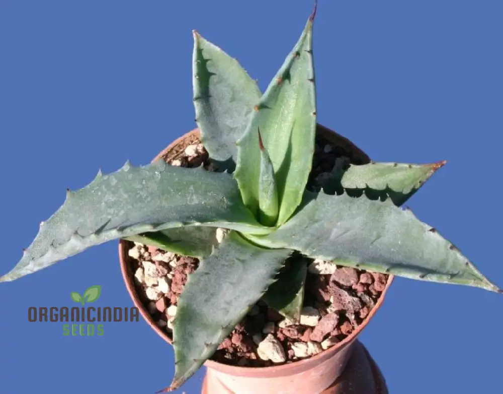 Agave asperrima subsp. zarcensis Seeds – Hardy, Sculptural Succulent for Landscaping & Dry Gardens - Image 3