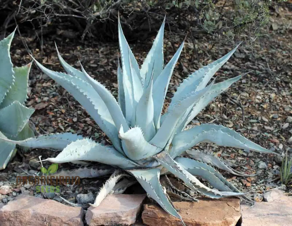 Agave asperrima subsp. zarcensis Seeds – Hardy, Sculptural Succulent for Landscaping & Dry Gardens - Image 4