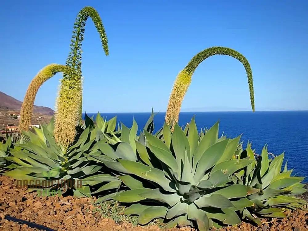 Agave Attenuata Seeds – Elegant Soft-Leaf Agave for Landscapes & Container Gardening