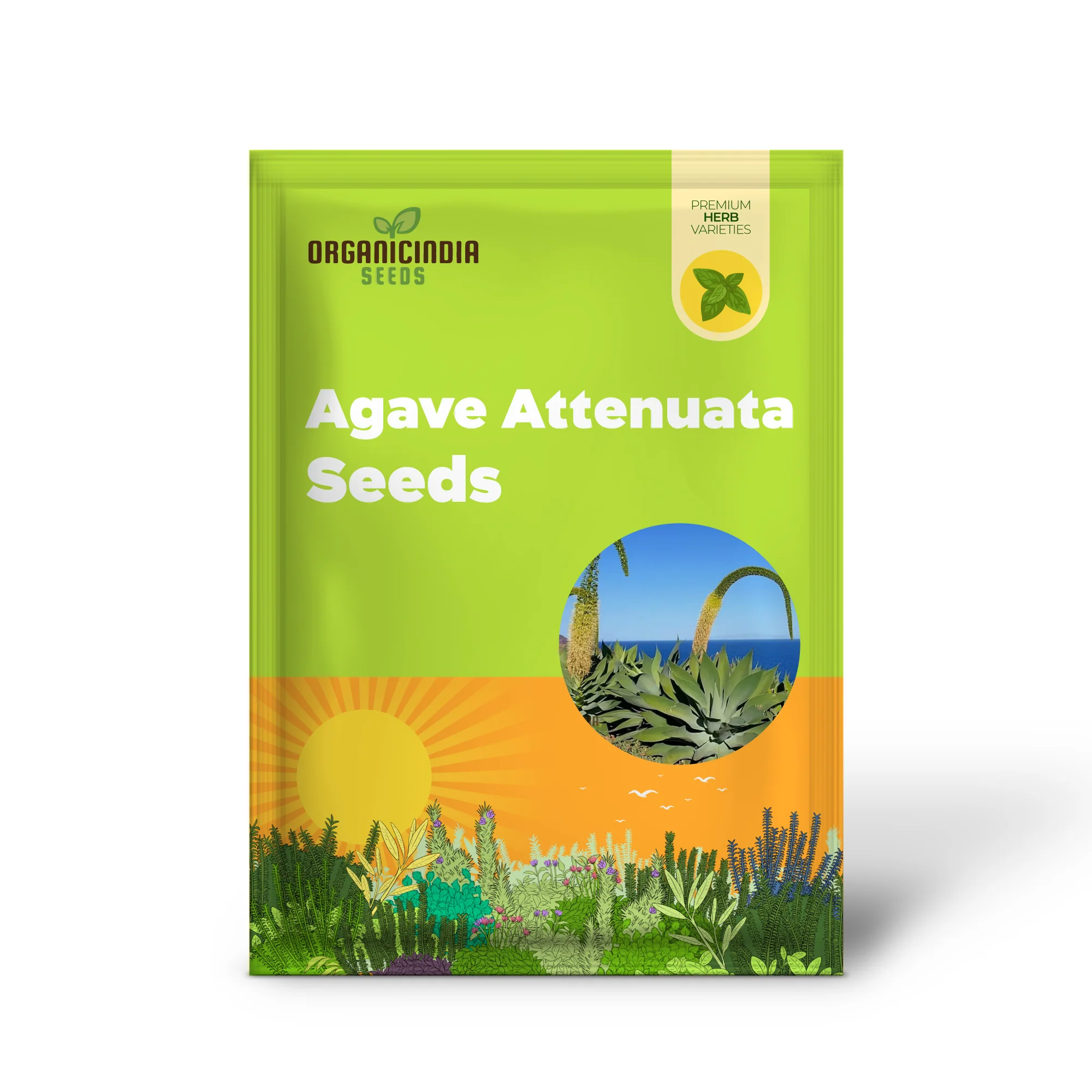 Agave Attenuata Seeds – Elegant Soft-Leaf Agave for Landscapes & Container Gardening - Image 2