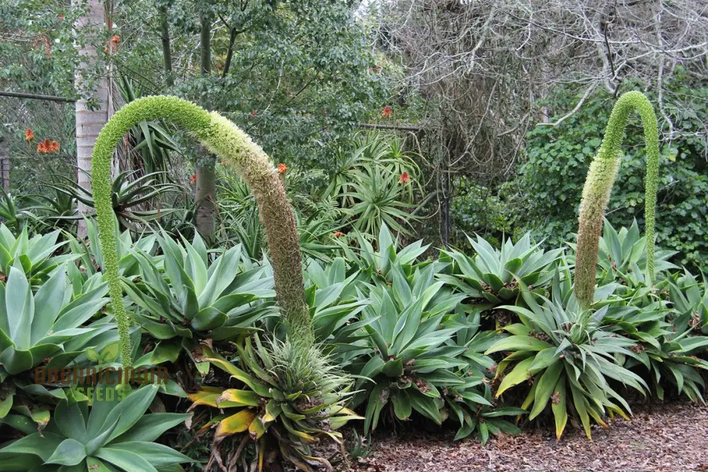 Agave Attenuata Seeds – Elegant Soft-Leaf Agave for Landscapes & Container Gardening - Image 3