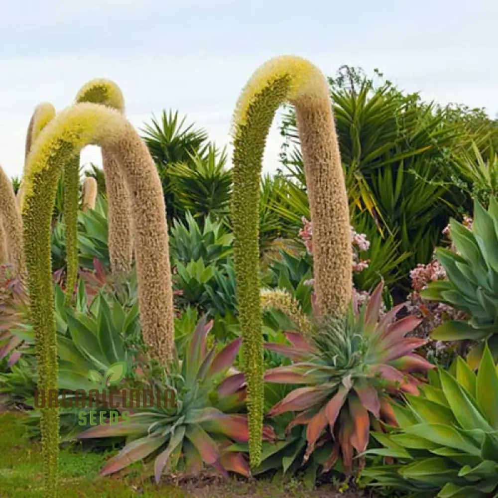 Agave Attenuata Seeds – Elegant Soft-Leaf Agave for Landscapes & Container Gardening - Image 4