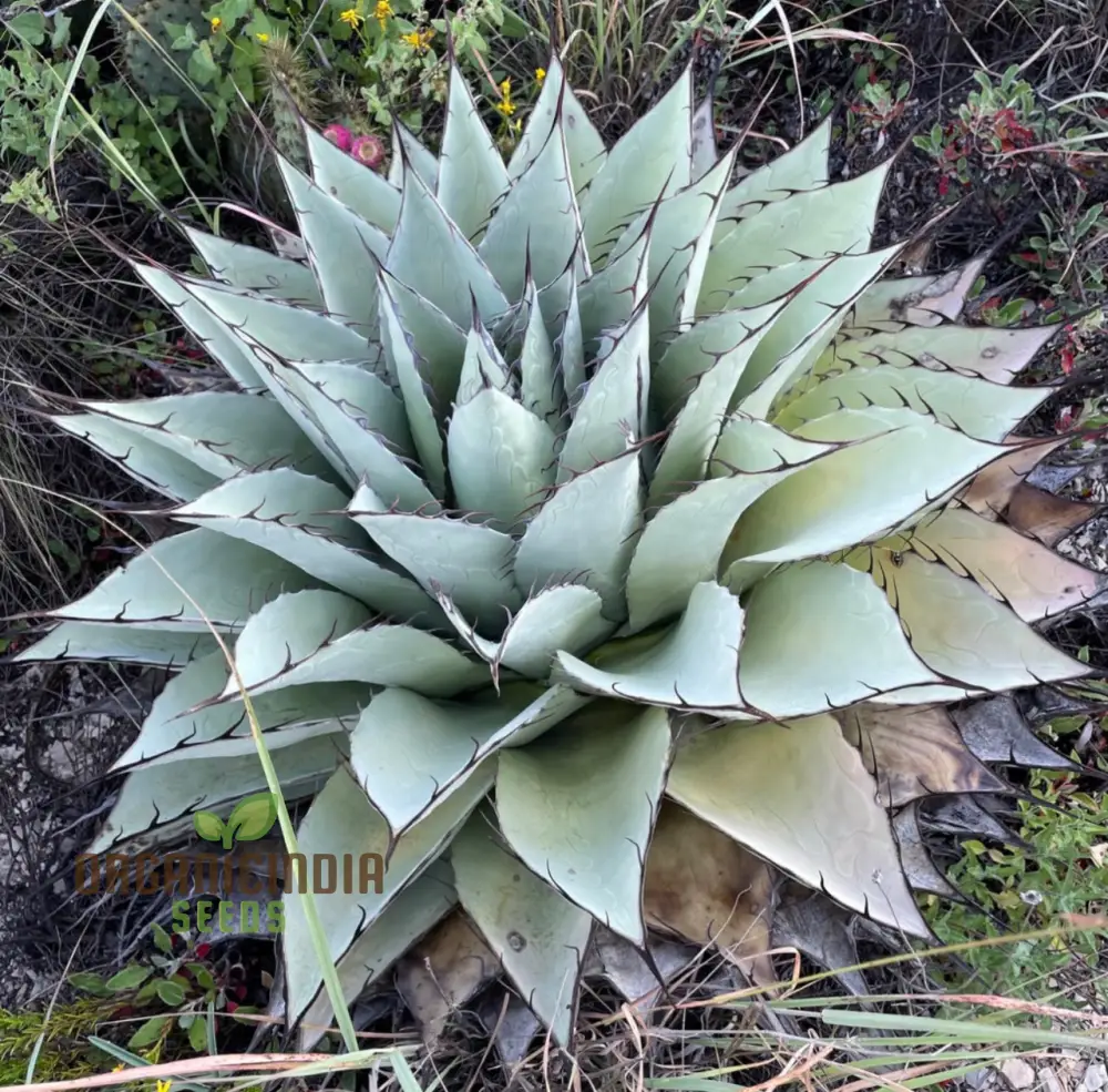 Agave Attenuata Seeds – Soft-Leaf, Architectural Rosette Succulent Variety